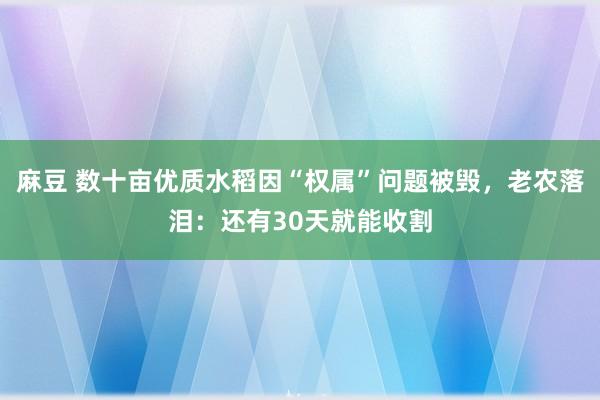 麻豆 数十亩优质水稻因“权属”问题被毁，老农落泪：还有30天就能收割