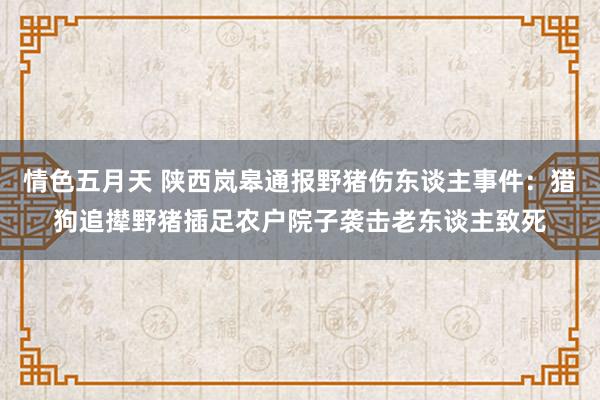 情色五月天 陕西岚皋通报野猪伤东谈主事件：猎狗追撵野猪插足农户院子袭击老东谈主致死