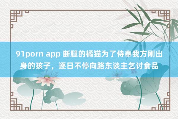 91porn app 断腿的橘猫为了侍奉我方刚出身的孩子，逐日不停向路东谈主乞讨食品